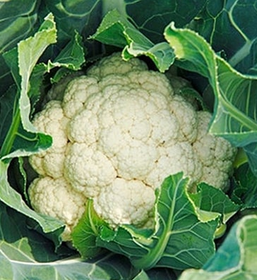 Hạt giống Súp lơ trắng - Ảnh 1